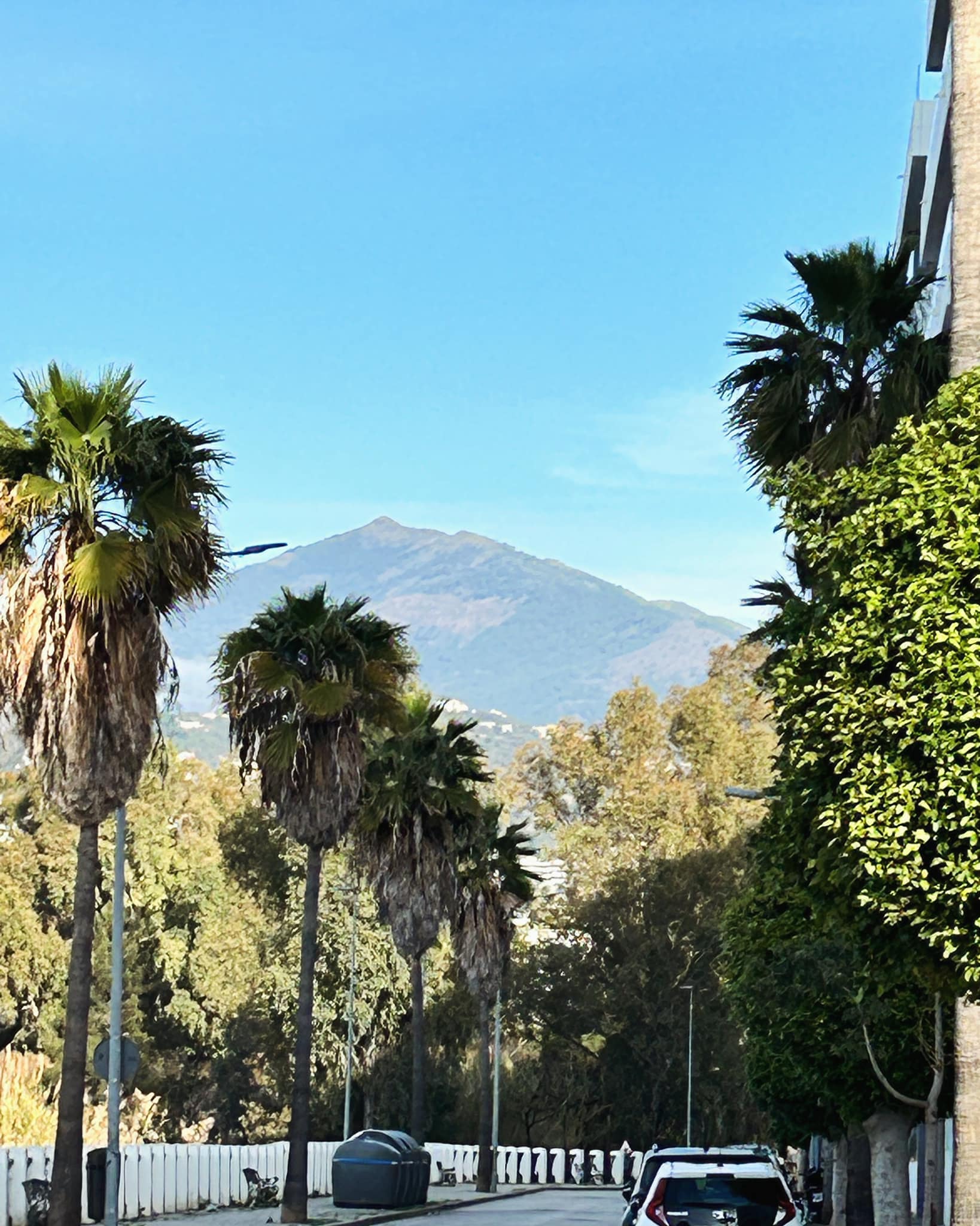 Palmbomen en berg La Concha, omgeving Nueva Andalucía